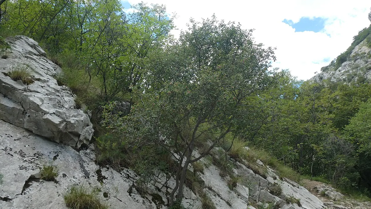 Platou calcaros cu vegetație joasă și pietriș, pe Carstul triestin