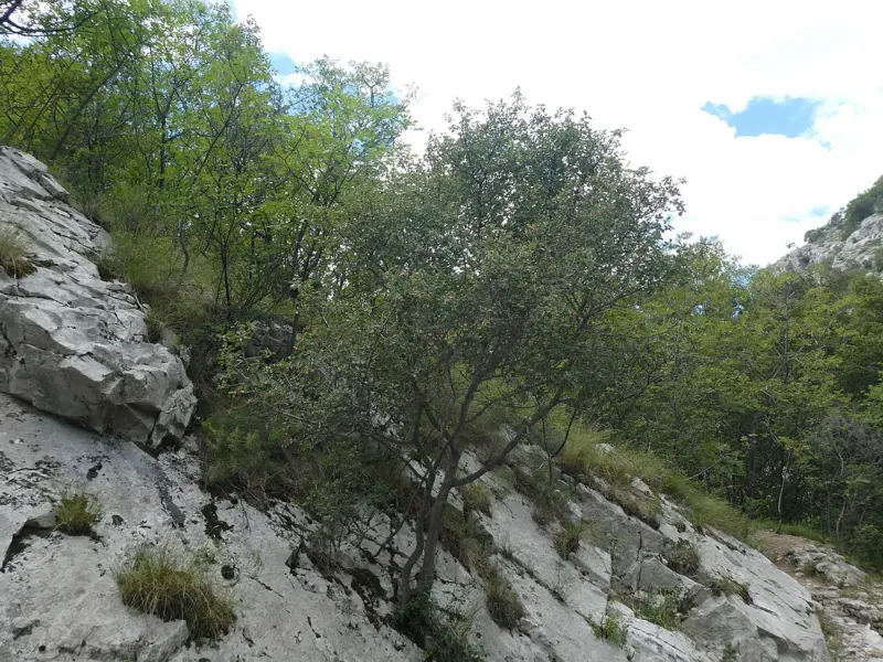Platou calcaros cu vegetație joasă și pietriș, pe Carstul triestin