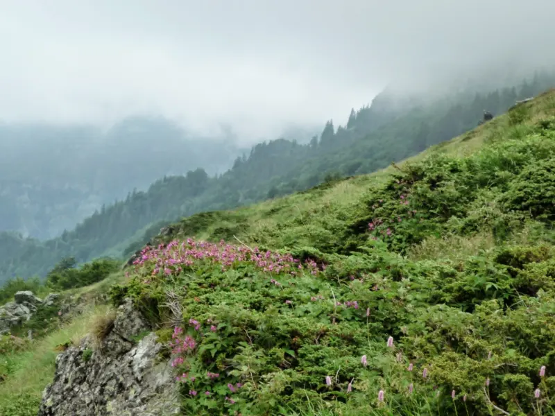 Creste și versanți împăduriți din Stara Planina, munții Balcani din Bulgaria centrală