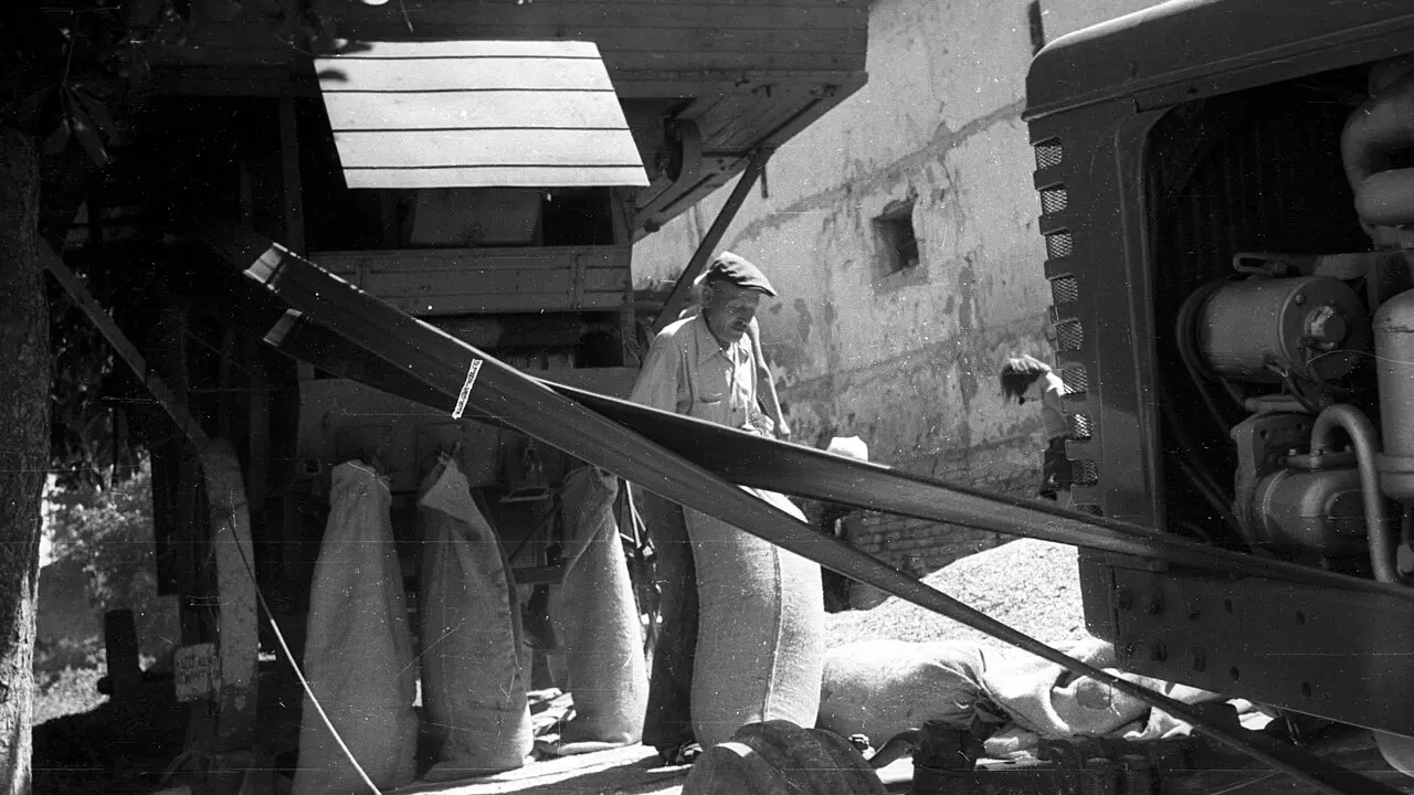 Tractor care antrenează prin curea o batoză, cu saci de grâu alături, într-un lan, în anul 1946